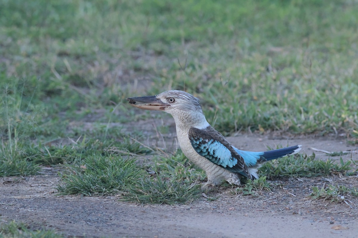Blue-winged Kookaburra - ML641166549