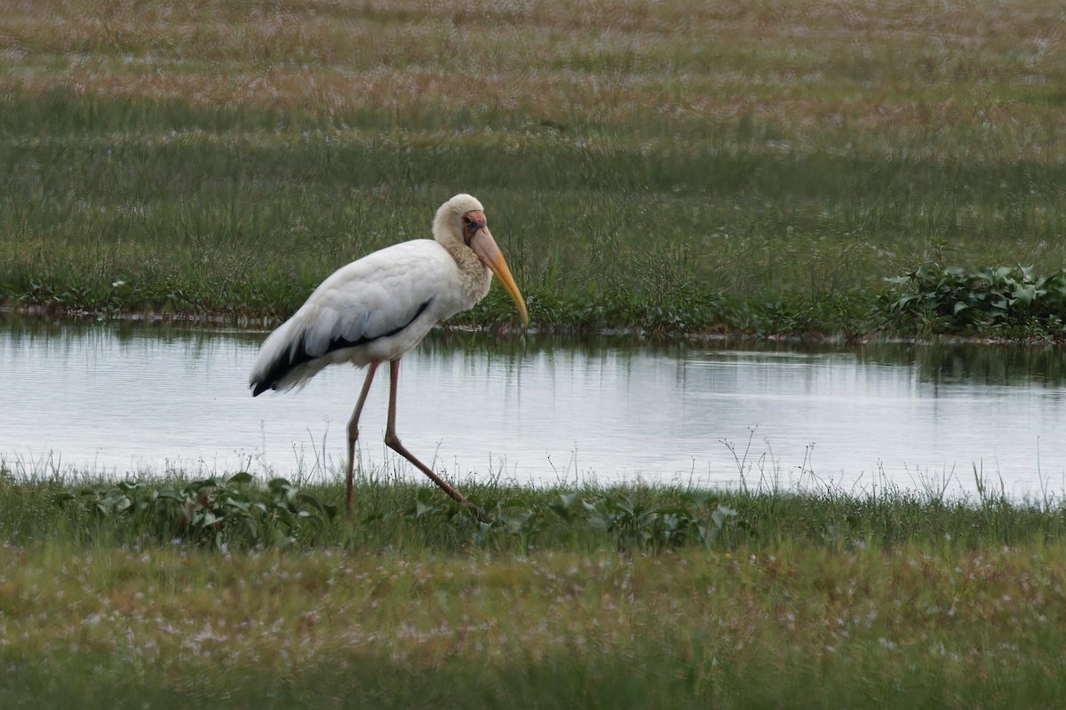 malaystork - ML641166562