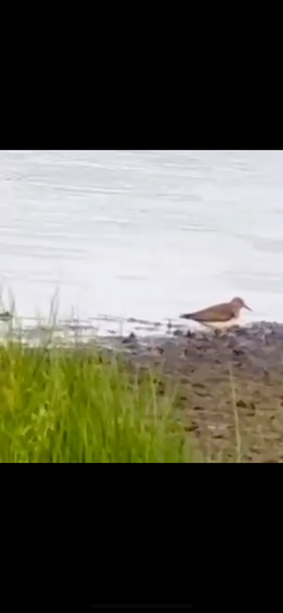 Temminck's Stint - ML641166570