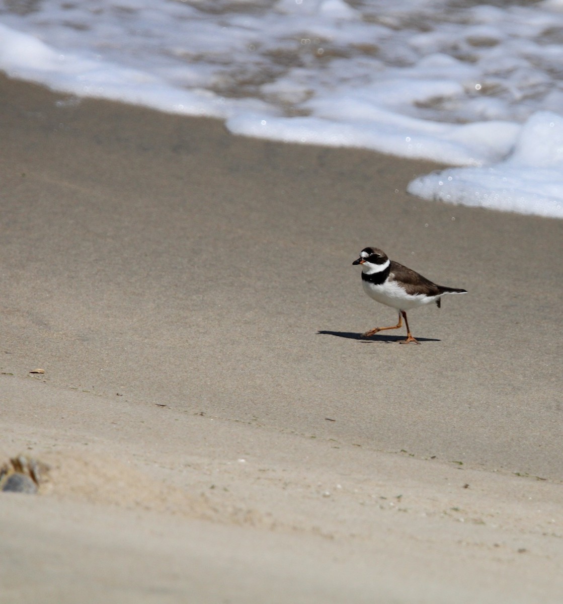 Semipalmated Plover - ML641166574