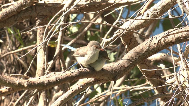Splendid Fairywren - ML641166583