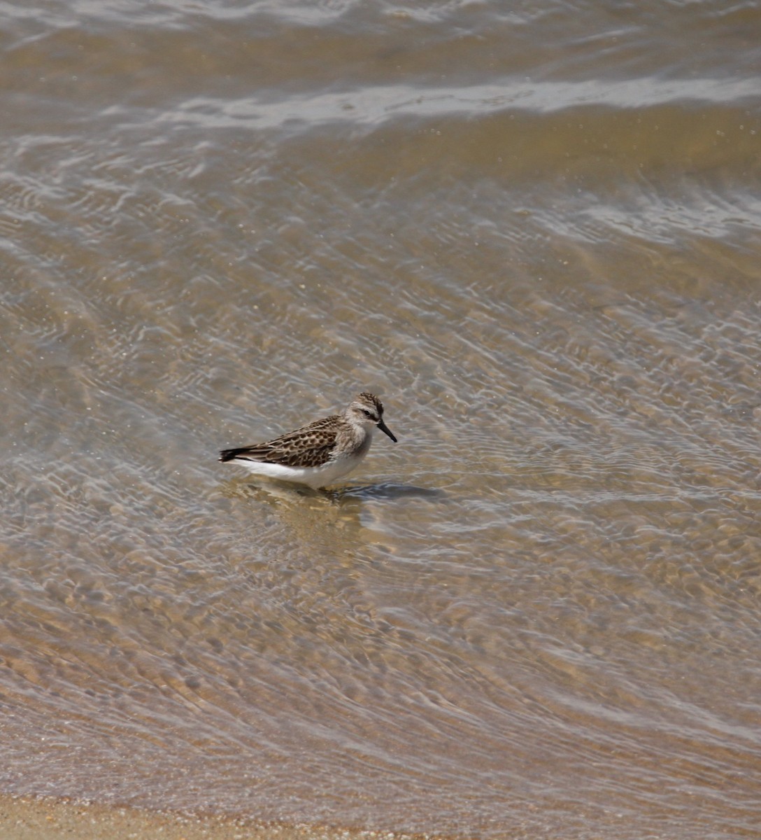 Semipalmated Sandpiper - ML641166584