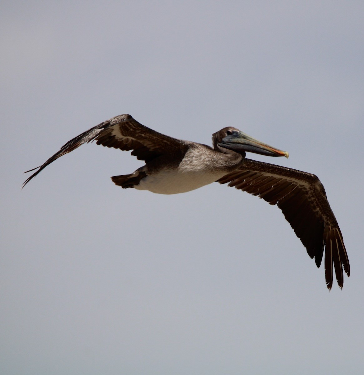 Brown Pelican - ML641166589