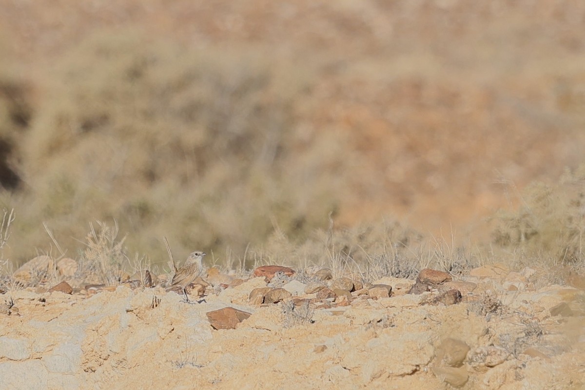 Thick-billed Grasswren - ML641166590