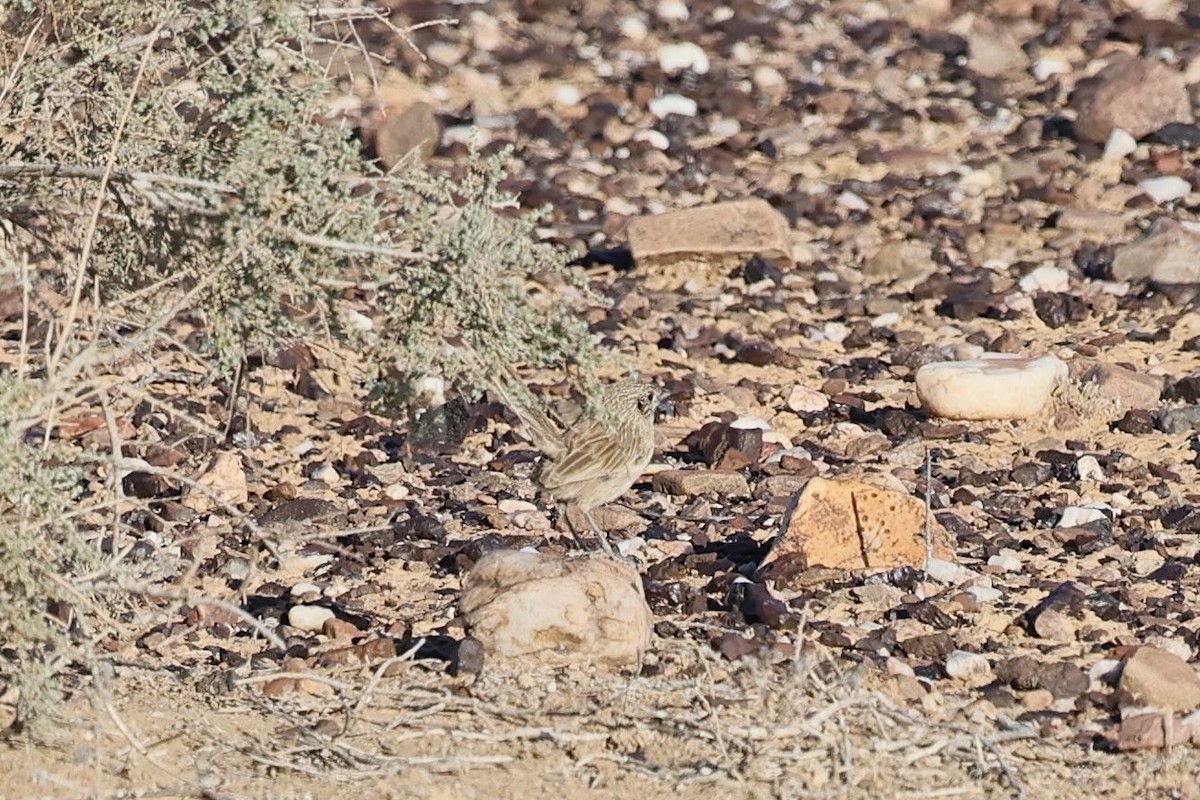 Thick-billed Grasswren - ML641166591