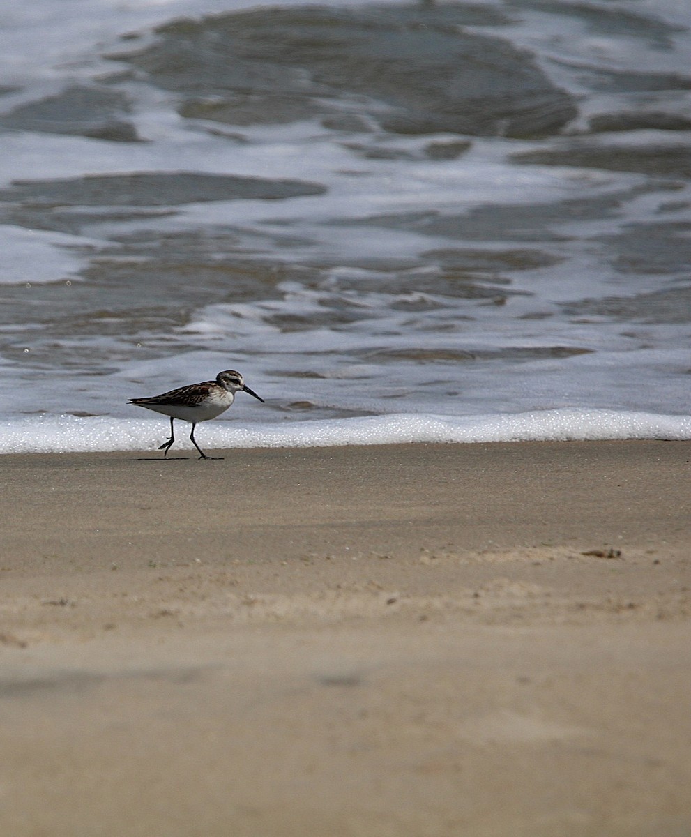 Western Sandpiper - ML641166592