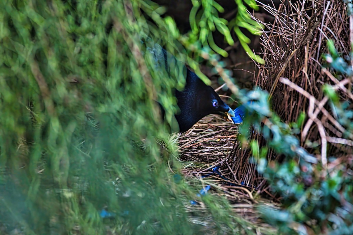 Satin Bowerbird - ML641166593