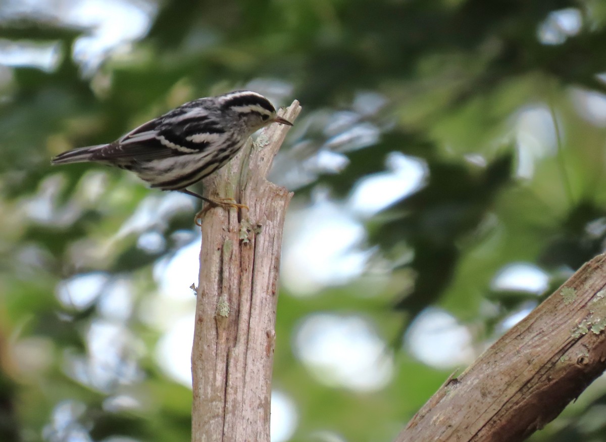 Black-and-white Warbler - ML641166594