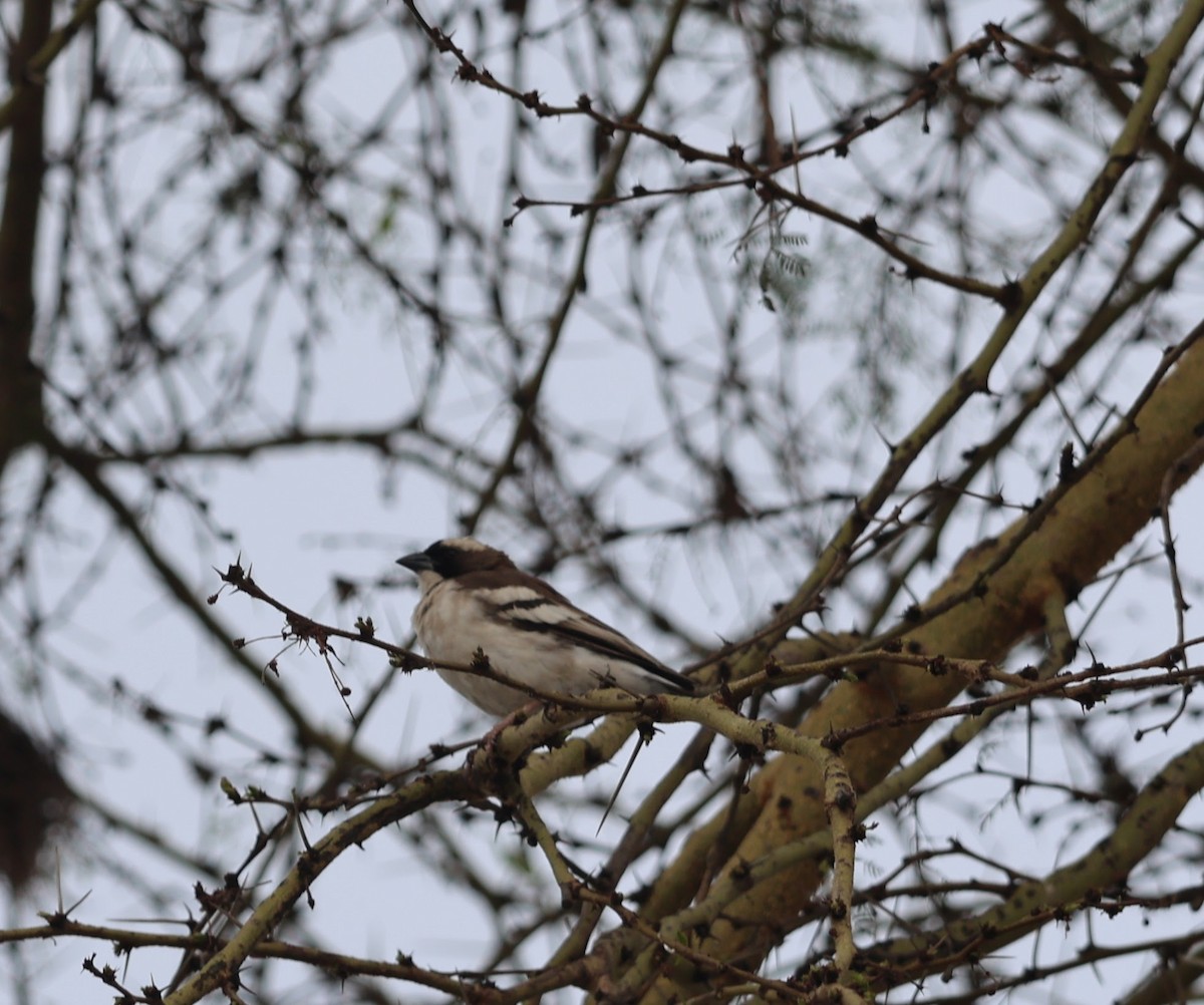 White-browed Sparrow-Weaver - ML641166597