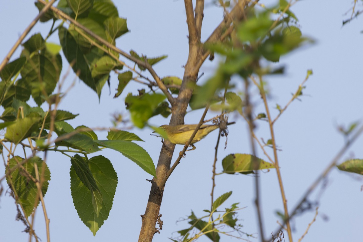 Green Warbler - ML641166601