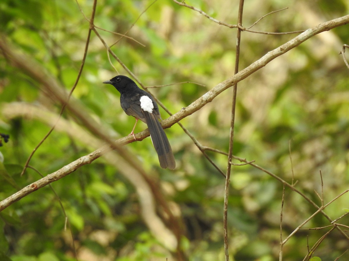 White-rumped Shama - ML641166602