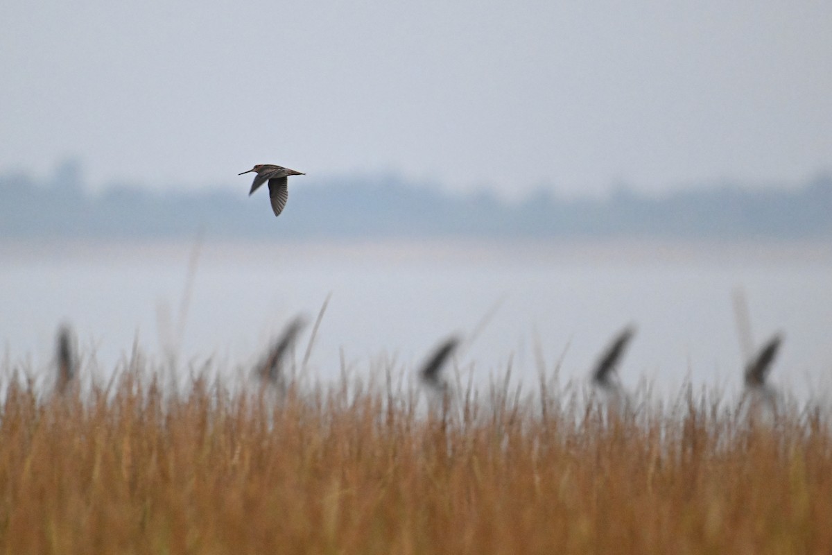 Swinhoe's/Pin-tailed Snipe - ML641166623