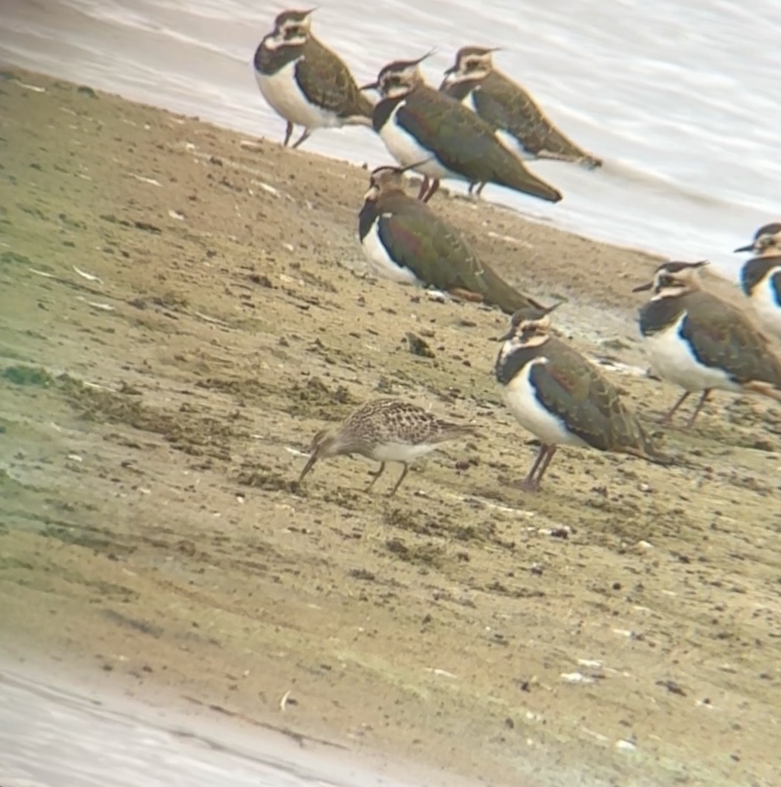 Pectoral Sandpiper - ML641166626