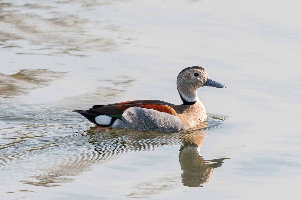 Ringed Teal - ML641166641