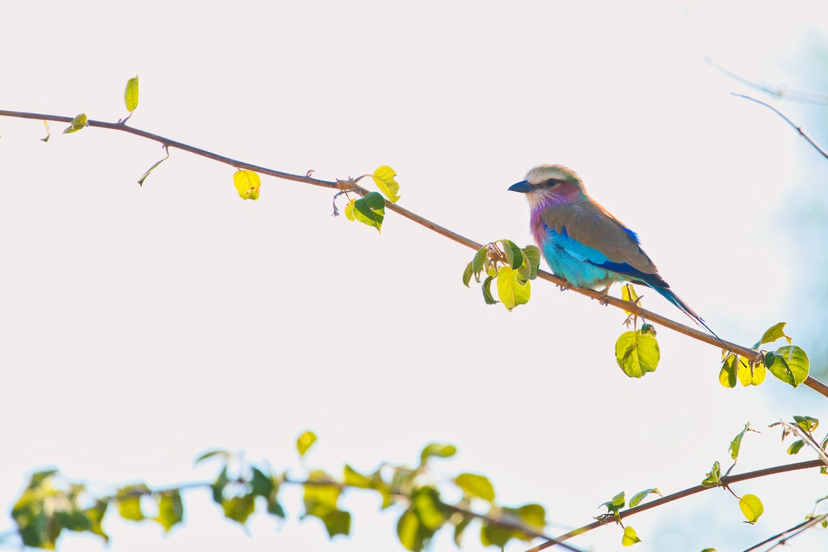 Lilac-breasted Roller - ML641166647