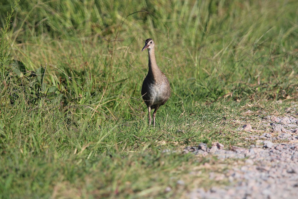 King Rail - ML641166648