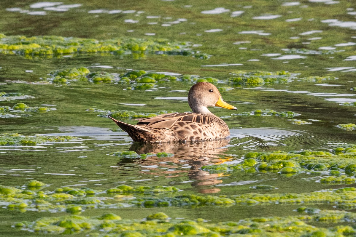 Yellow-billed Pintail - ML641166649