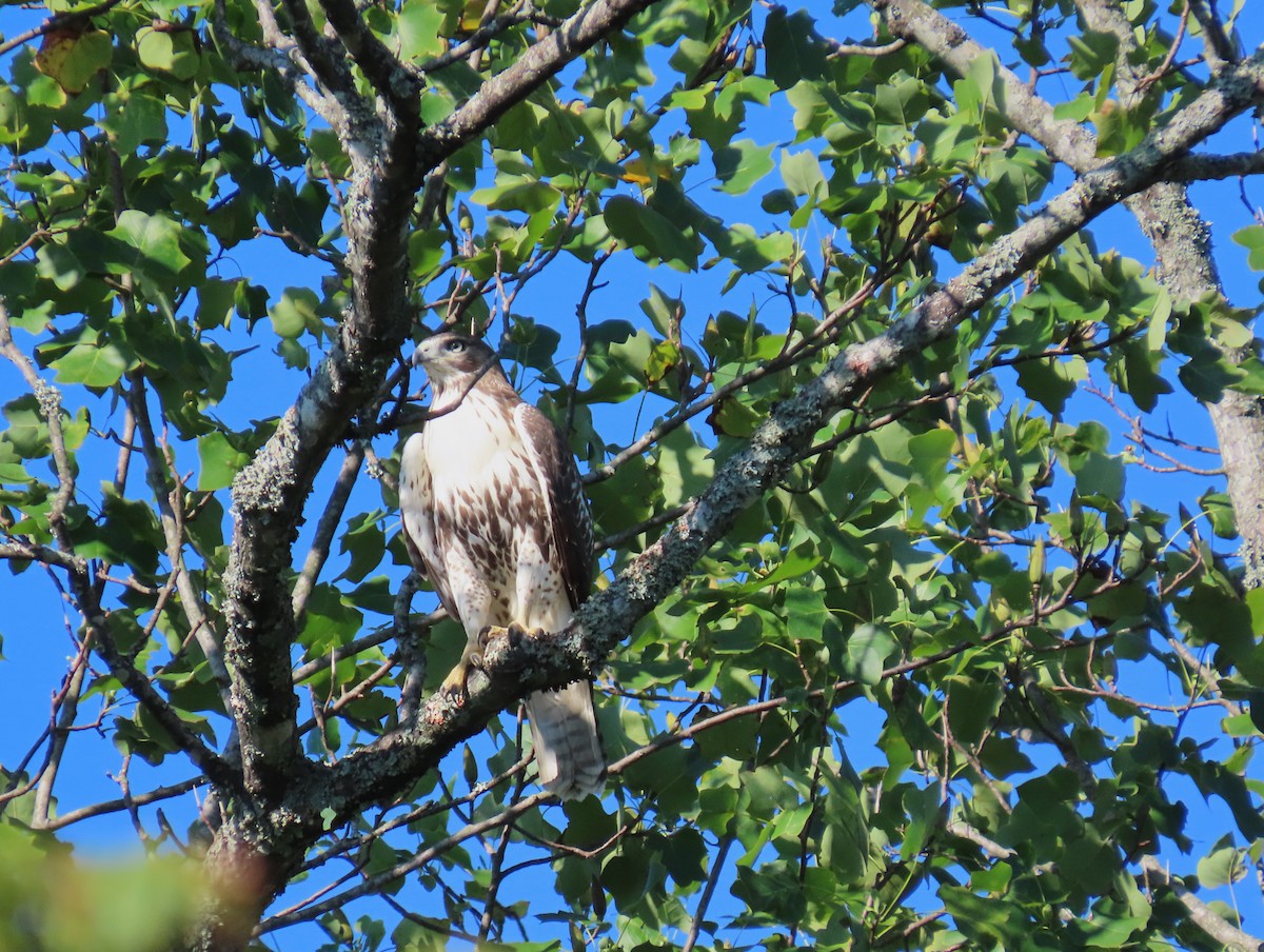 Red-tailed Hawk - ML641166652