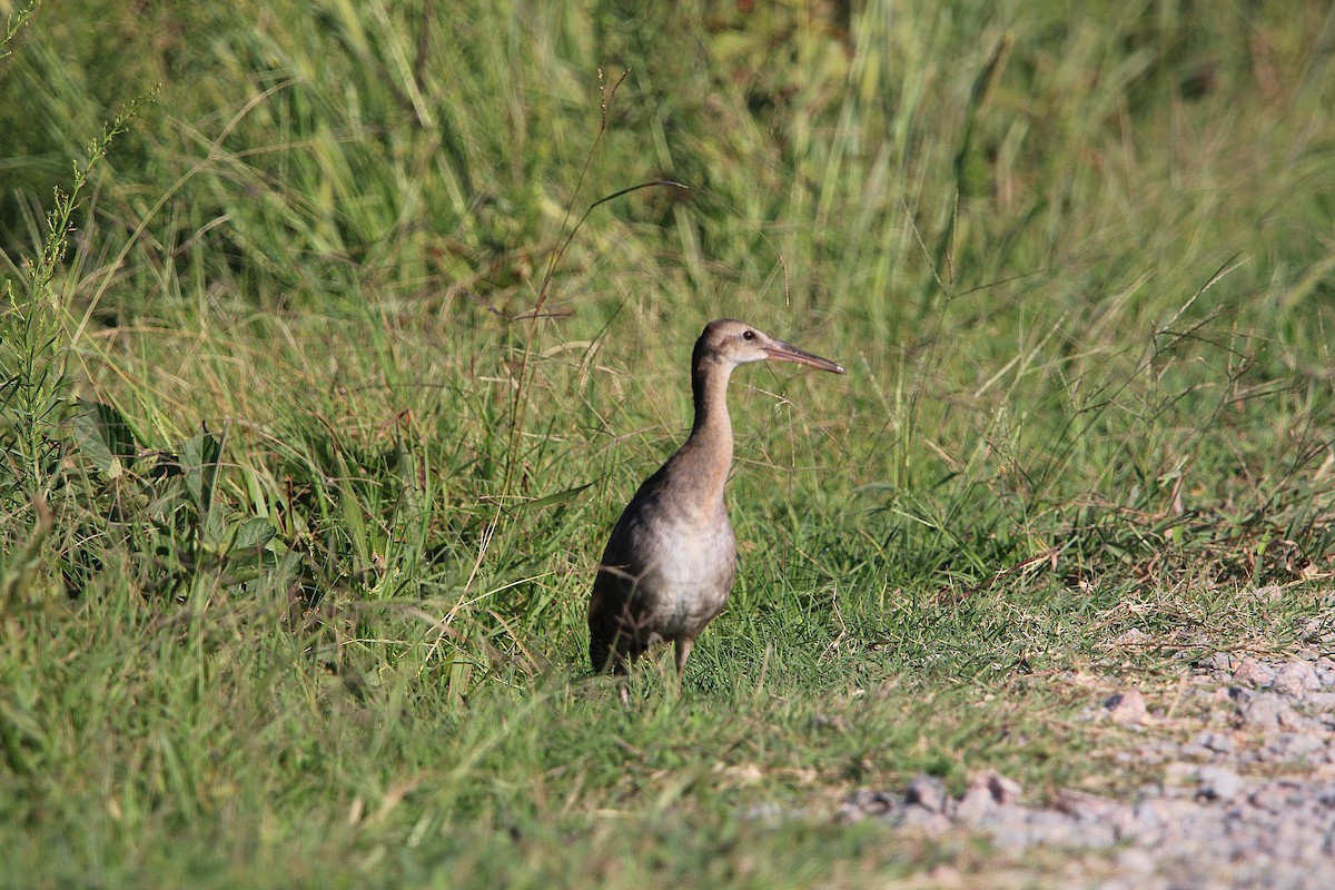 King Rail - ML641166653