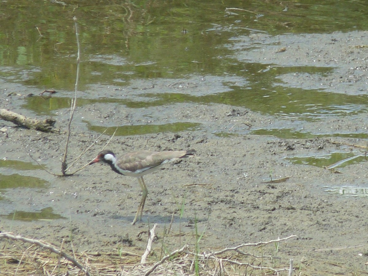 Red-wattled Lapwing - ML641166656