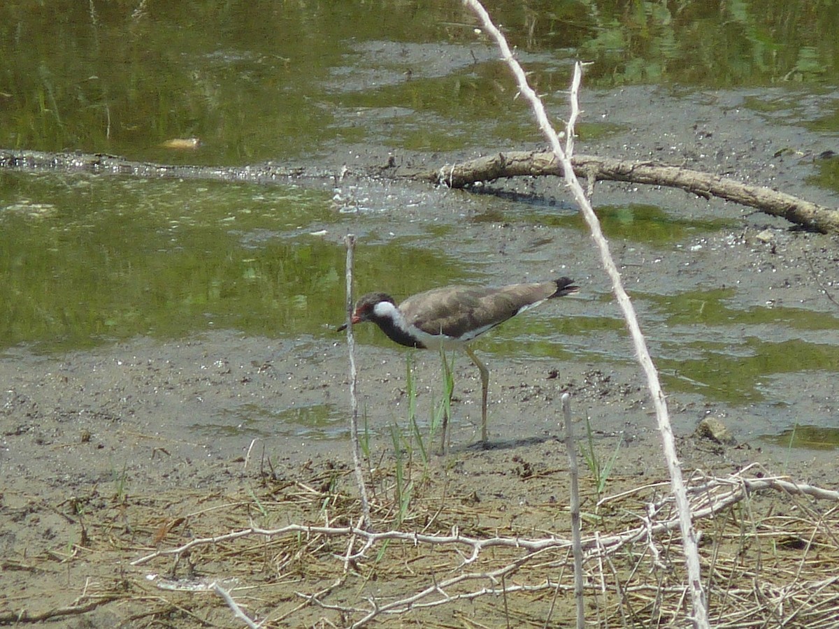 Red-wattled Lapwing - ML641166657