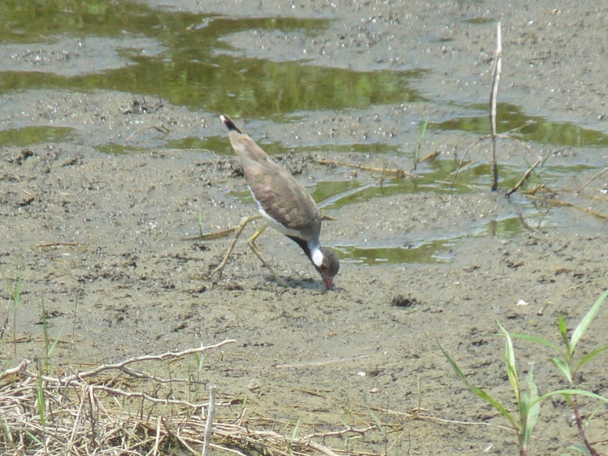 Red-wattled Lapwing - ML641166658