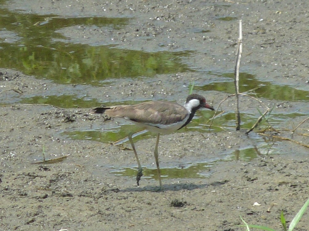 Red-wattled Lapwing - ML641166659
