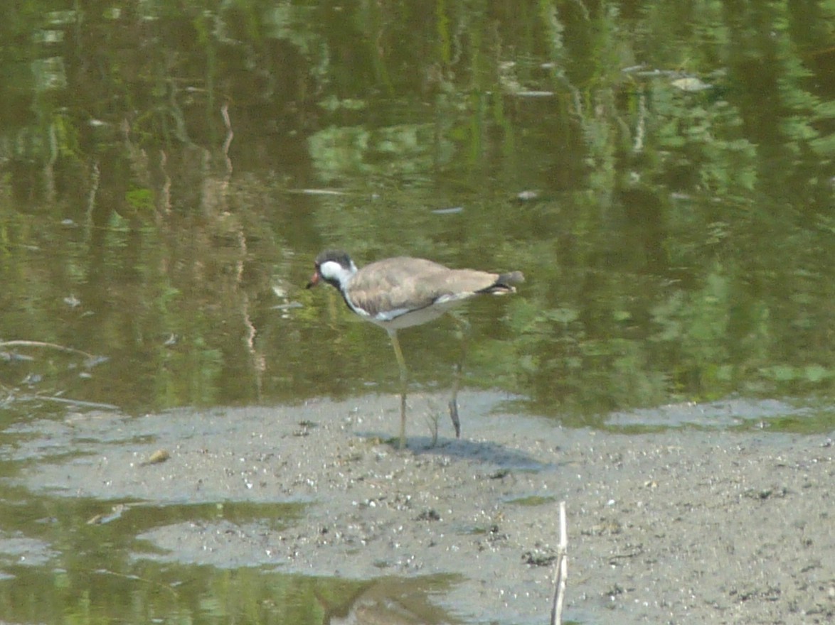 Red-wattled Lapwing - ML641166660