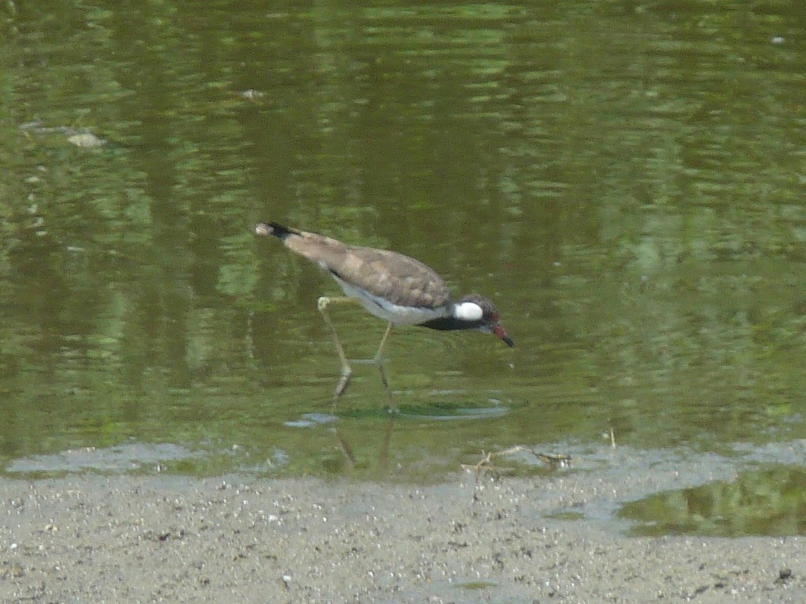 Red-wattled Lapwing - ML641166661