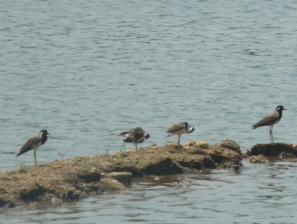 Red-wattled Lapwing - ML641166662