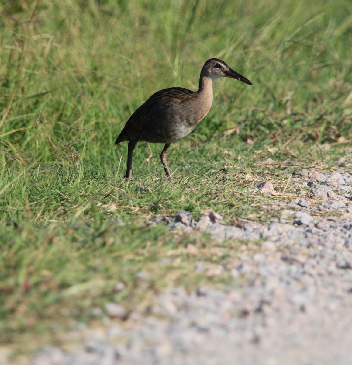 King Rail - ML641166664