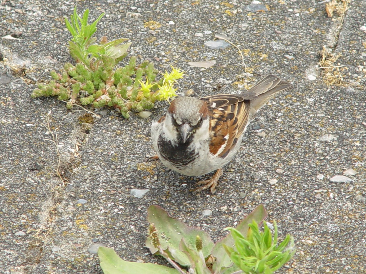 House Sparrow - ML641166666