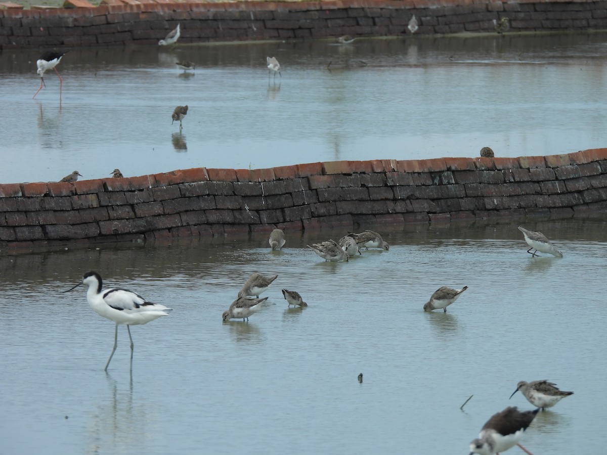 Curlew Sandpiper - ML641166670