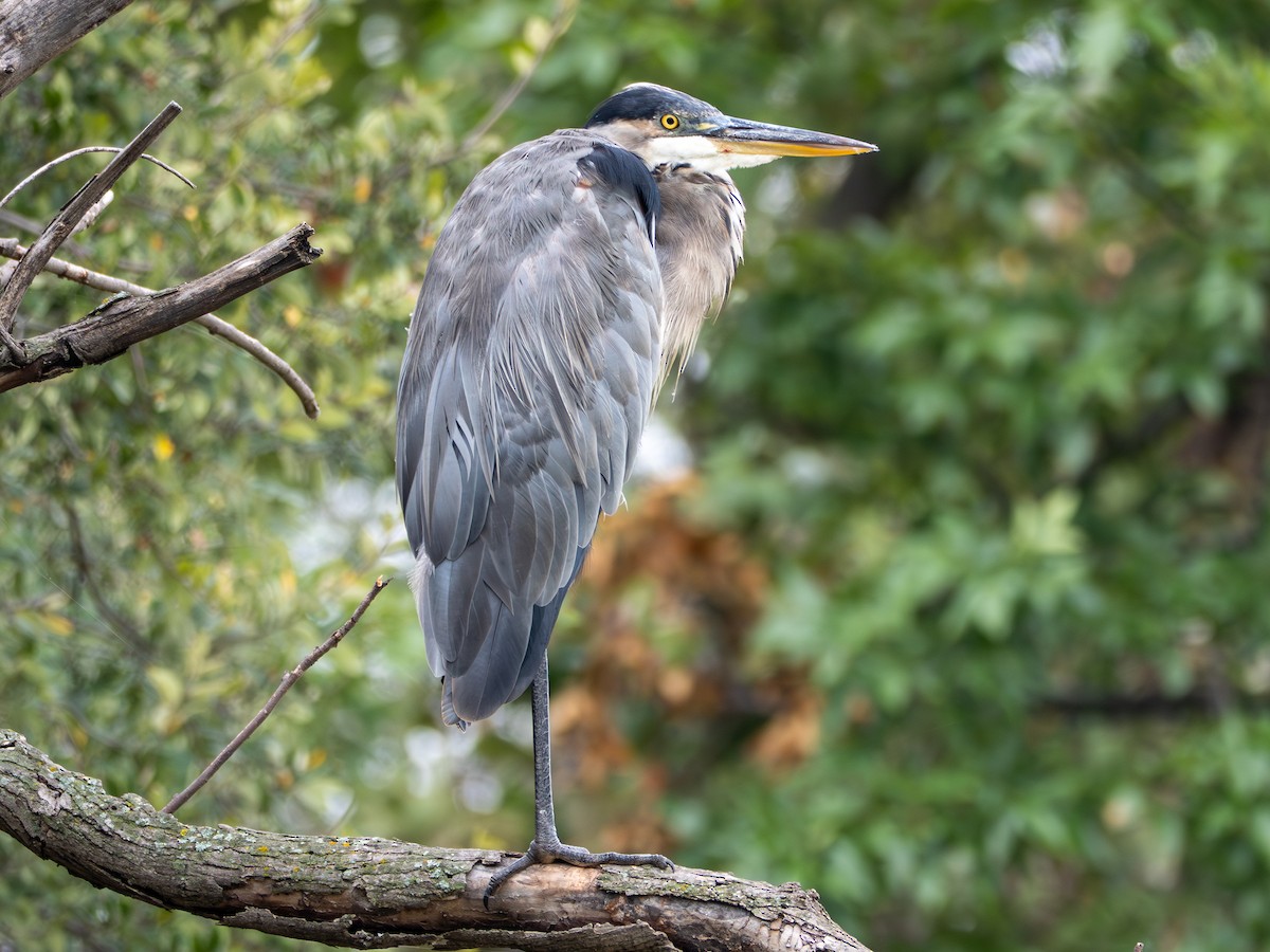 Great Blue Heron - ML641166681