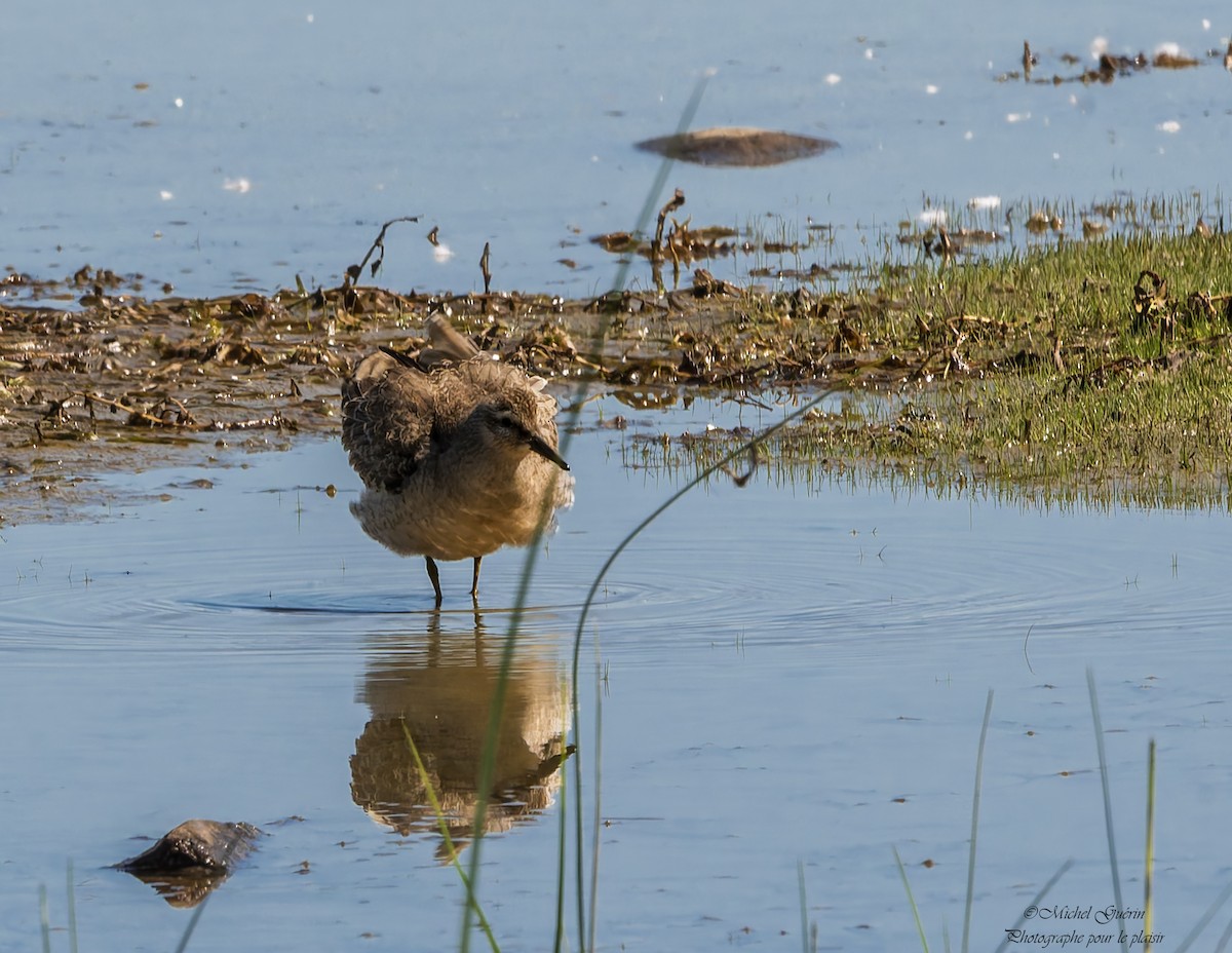 Red Knot - ML641166699
