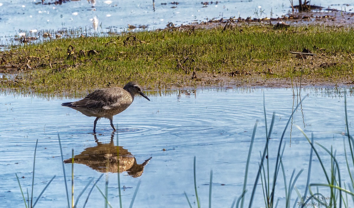 Red Knot - ML641166703