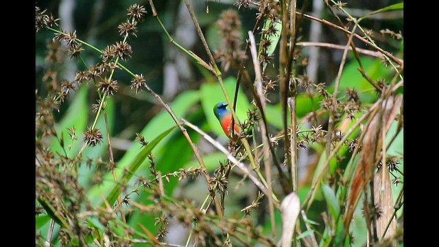 Pin-tailed Parrotfinch - ML641166722