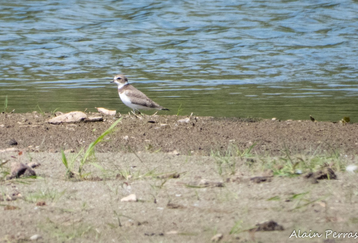 Semipalmated Plover - ML641166733