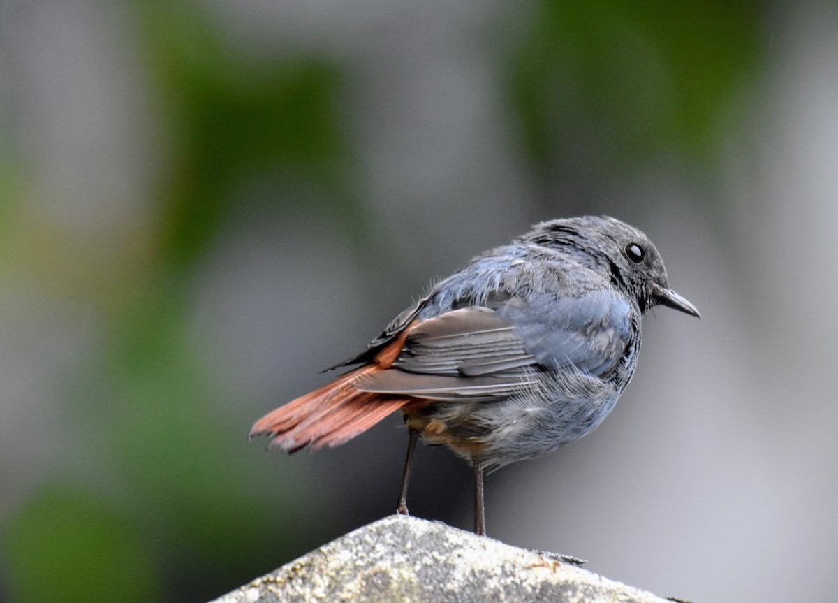 Plumbeous Redstart - ML641166800
