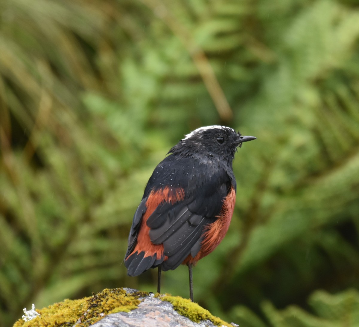 White-capped Redstart - ML641166803