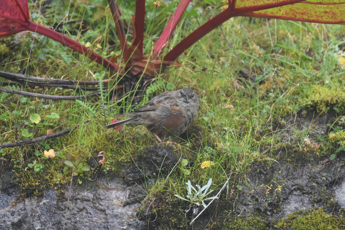 Alpine Accentor - ML641166833