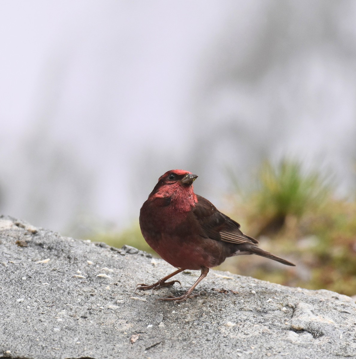 Dark-breasted Rosefinch - ML641166841