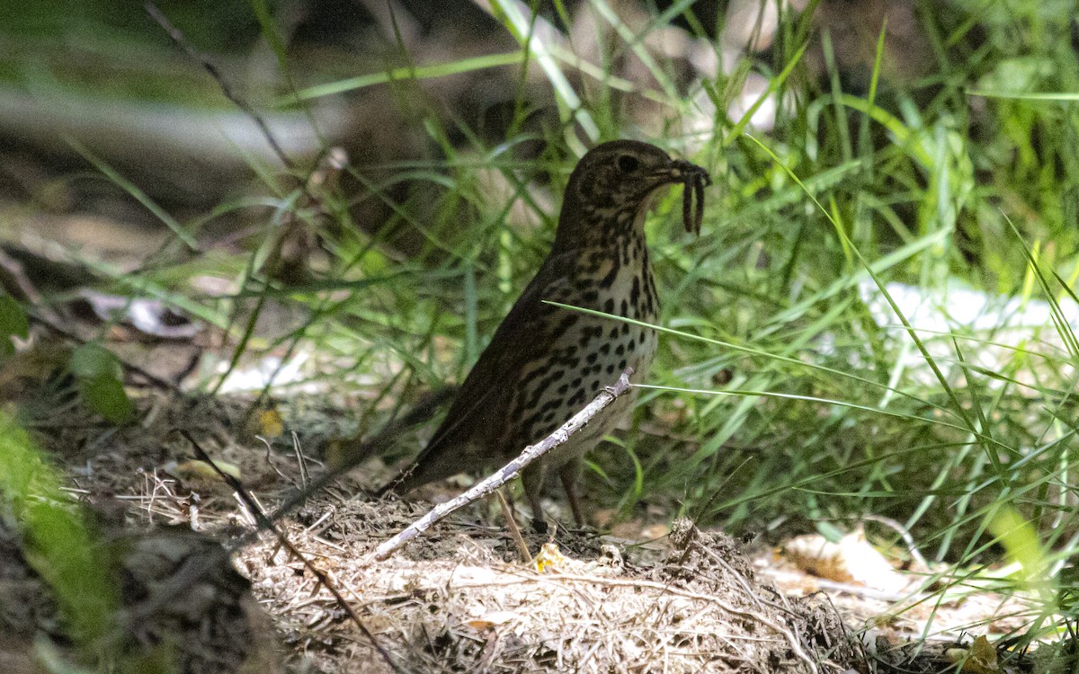 Song Thrush - ML641166845