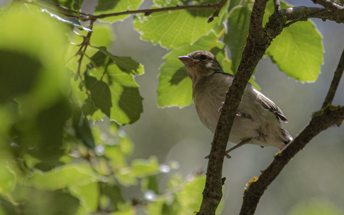 Common Chaffinch - ML641166847