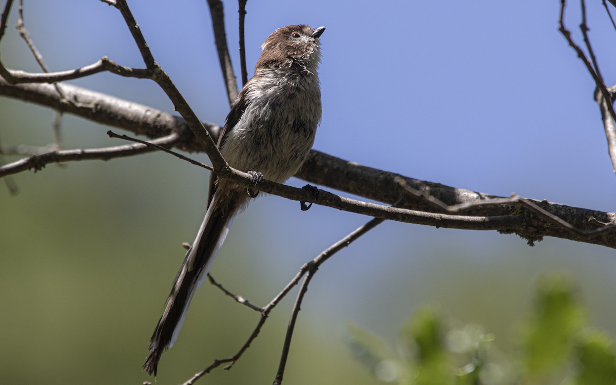 Long-tailed Tit - ML641166853