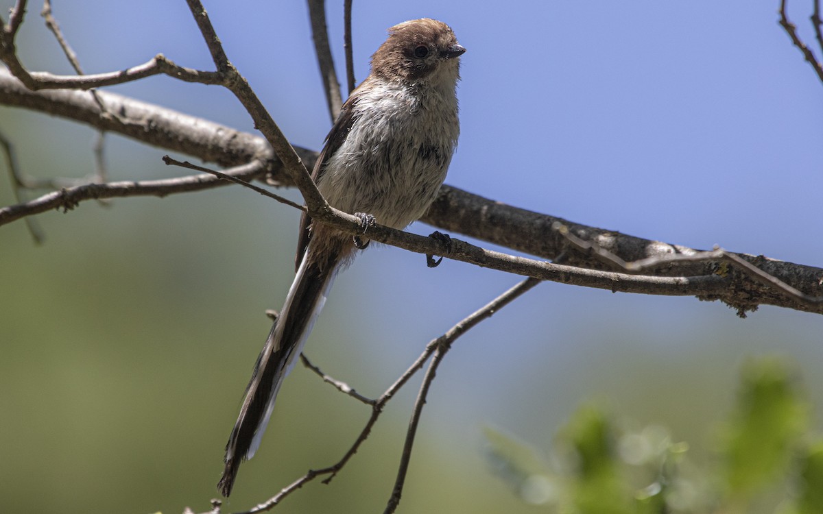 Long-tailed Tit - ML641166857