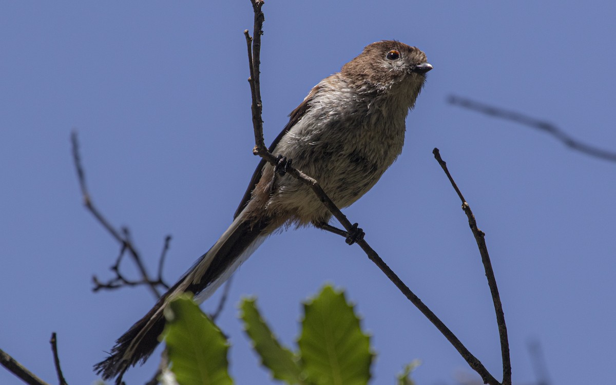 Long-tailed Tit - ML641166868