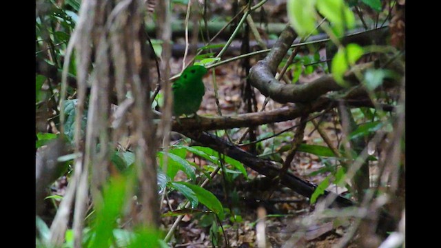 Green Broadbill - ML641166896