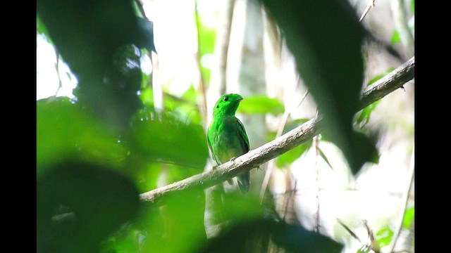 Green Broadbill - ML641166899