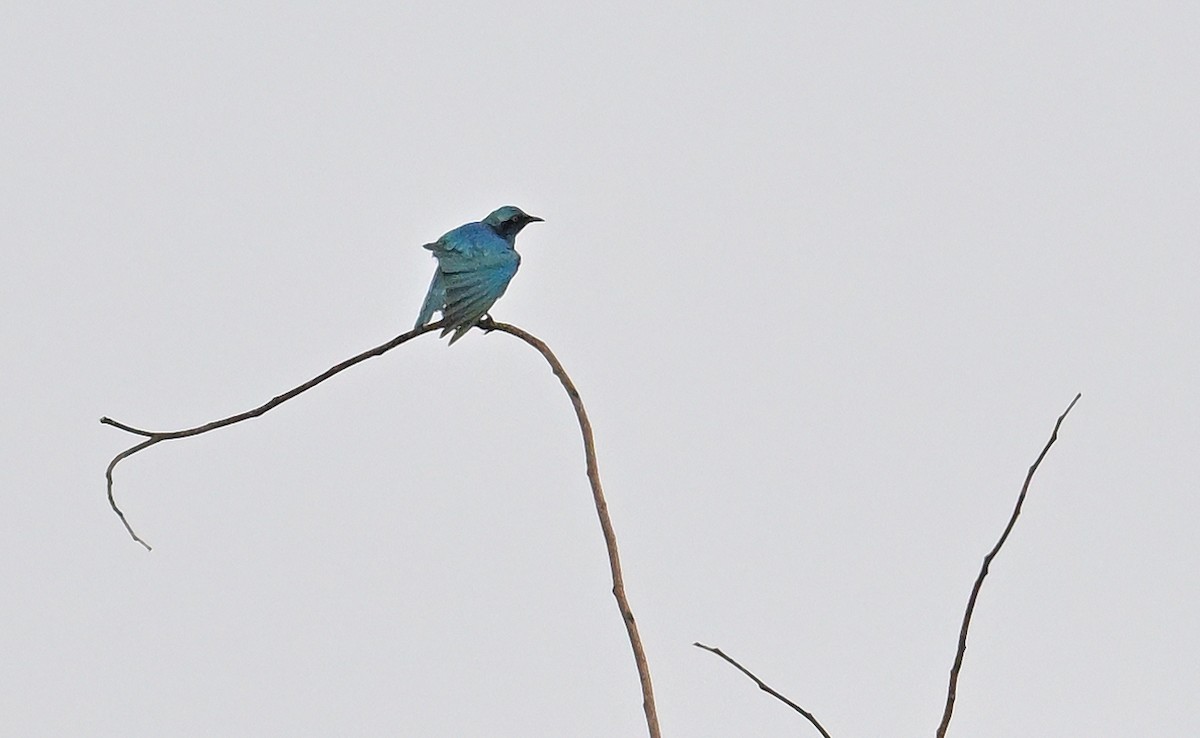 Lesser Blue-eared Starling - ML641166900